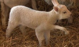 小羊返场最新爆料视频,精彩内容抢先看！